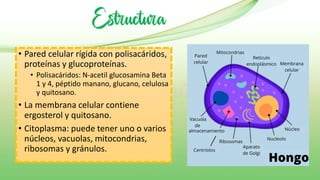 • Pared celular rígida con polisacáridos,
proteínas y glucoproteínas.
• Polisacáridos: N-acetil glucosamina Beta
1 y 4, péptido manano, glucano, celulosa
y quitosano.
• La membrana celular contiene
ergosterol y quitosano.
• Citoplasma: puede tener uno o varios
núcleos, vacuolas, mitocondrias,
ribosomas y gránulos.
Estructura
 