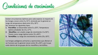 Condiciones de crecimiento
Existen circunstancias óptimas para cada especie; la mayoría de
los hongos crecen entre 0 y 55°C, teniendo por lo general un
rango de temperatura ideal entre 20 y 30°C.
Así, tenemos los siguientes tipos:
1. Psicrófilos: se desarrollan entre 0 y 20°C. Temperatura
óptima alrededor de 15 y 17°C.
2. Mesófilos: con amplio rango de crecimiento: 0 a 50°C.
Tienen como rango óptimo entre 15 y 40°C.
3. Termófilos: su rango de crecimiento es entre 20 y 50°C.
Los hongos patógenos primarios y oportunistas que afectan al
ser humano por lo general crecen entre 35 y 40°C, por lo que
están dentro de los grupos de los mesófilos y termófilos.
 