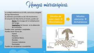 Hongos microscópicos.
La unidad anatómica es la hifa, estructura alargada
de tipo filamentosa.
Su diámetro promedio es de 3-8 micrómetros.
El conjunto de hifas forma el micelo, puede ser:
Aereo: Se encarga de la multiplicacion
del hongo.
Vegetativo: Su funcion es la obtención
de nutrientes.
Pueden estar septadas o aseptadas.
Pueden tener forma de:
Espiral
Raqueta
Candelero fávico
Rizoides
Cuerpos nodulares
Pectinadas
Pueden ser verdaderas o seudohifas
Micelos de
color claro →
Monoliásicos
Micelos
obscuros →
dematiáceos
 