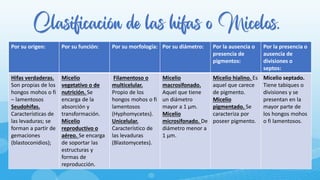 Clasificación de las hifas o Micelos.
Por su origen: Por su función: Por su morfología: Por su diámetro: Por la ausencia o
presencia de
pigmentos:
Por la presencia o
ausencia de
divisiones o
septos:
Hifas verdaderas.
Son propias de los
hongos mohos o fi
– lamentosos
Seudohifas.
Características de
las levaduras; se
forman a partir de
gemaciones
(blastoconidios);
Micelio
vegetativo o de
nutrición. Se
encarga de la
absorción y
transformación.
Micelio
reproductivo o
aéreo. Se encarga
de soportar las
estructuras y
formas de
reproducción.
Filamentoso o
multicelular.
Propio de los
hongos mohos o fi
lamentosos
(Hyphomycetes).
Unicelular.
Característico de
las levaduras
(Blastomycetes).
Micelio
macrosifonado.
Aquel que tiene
un diámetro
mayor a 1 μm.
Micelio
microsifonado. De
diámetro menor a
1 μm.
Micelio hialino. Es
aquel que carece
de pigmento.
Micelio
pigmentado. Se
caracteriza por
poseer pigmento.
Micelio septado.
Tiene tabiques o
divisiones y se
presentan en la
mayor parte de
los hongos mohos
o fi lamentosos.
 