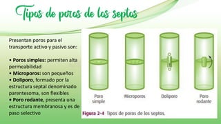 Tipos de poros de los septos
Presentan poros para el
transporte activo y pasivo son:
• Poros simples: permiten alta
permeabilidad
• Microporos: son pequeños
• Doliporo, formado por la
estructura septal denominado
parentesoma, son flexibles
• Poro rodante, presenta una
estructura membranosa y es de
paso selectivo
 