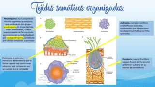 Tejidos somáticos organizados.
Plecténquima, es el conjunto de
micelio organizado y compacto,
que se divide en dos grupos:
prosénquima, en el que las hifas
están entrelazadas, a veces
anastomosadas de forma simple,
pero conservan su individualidad;
y el seudoparénquima, constituido
por células compactas y apretadas
Acérvulos. cuerpos fructíferos
anamórficos o asexuales,
conformados por agregaciones
seudoparenquimatosas de hifas
aplanadas.
Esclerocio o esclerote.
estructura de resistencia que se
forma cuando hay condiciones
adversas; está compuesta por
un cuerpo duro y compacto
Picnidio(a), cuerpo fructífero
asexual, hueco, por lo general
piriforme y cubierto en su
interior de conidióforos
 