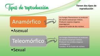 Anamórfico
•Asexual
Teleomórfico
•Sexual
Tipos de reproducción Tienen dos tipos de
reproducción
Los hongos filamentosos se producen
de manera asexual por mitosis.
Producen esporas (órganos
esporógenos)
Esporas→ fusión de dos núcleos
Los hongos filamentosos se producen
de manera sexual por meiosis.
Producen los conidios (órganos
conidiógenos)
Conidios → Sin fusión de núcleos.
 