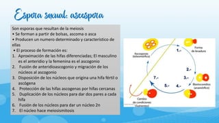 Espora sexual: ascospora
Son esporas que resultan de la meiosis
• Se forman a partir de bolsas, ascoma o asca
• Producen un numero determinado y característico de
ellas
• El proceso de formación es:
1. Aproximación de las hifas diferenciadas; El masculino
es el anteridio y la femenina es el ascogonio
2. Fusión de anteridioascogonio y migración de los
núcleos al ascogonio
3. Disposición de los núcleos que origina una hifa fértil o
ascógena
4. Protección de las hifas ascogenas por hifas cercanas
5. Duplicación de los núcleos para dar dos pares a cada
hifa
6. Fusión de los núcleos para dar un núcleo 2n
7. El núcleo hace meiosismitosis
 