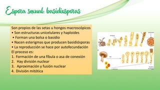 Espora sexual: basidiosporas
Son propios de las setas u hongos macroscópicos
• Son estructuras unicelulares y haploides
• Forman una bolsa o basidio
• Nacen esterigmas que producen basidiósporas
• La reproducción se hace por autofecundación
El proceso es:
1. Formación de una fíbula o asa de conexión
2. Hay división nuclear
3. Aproximación y fusión nuclear
4. División mitótica
 