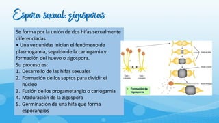 Espora sexual: zigosporas
Se forma por la unión de dos hifas sexualmente
diferenciadas
• Una vez unidas inician el fenómeno de
plasmogamia, seguido de la cariogamia y
formación del huevo o zigospora.
Su proceso es:
1. Desarrollo de las hifas sexuales
2. Formación de los septos para dividir el
núcleo
3. Fusión de los progametangio o cariogamia
4. Maduración de la zigospora
5. Germinación de una hifa que forma
esporangios
 