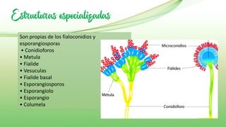 Estructuras especializadas
Son propias de los fialoconidios y
esporangiosporas
• Conidioforos
• Metula
• Fialide
• Vesuculas
• Fialide basal
• Esporangiosporos
• Esporangiolo
• Esporangio
• Columela
 