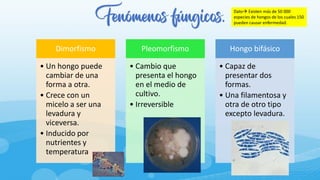 Fenómenos fúngicos.
Dimorfismo
• Un hongo puede
cambiar de una
forma a otra.
• Crece con un
micelo a ser una
levadura y
viceversa.
• Inducido por
nutrientes y
temperatura
Pleomorfismo
• Cambio que
presenta el hongo
en el medio de
cultivo.
• Irreversible
Hongo bifásico
• Capaz de
presentar dos
formas.
• Una filamentosa y
otra de otro tipo
excepto levadura.
Dato→ Existen más de 50 000
especies de hongos de los cuales 150
pueden causar enfermedad.
 