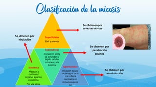 Clasificación de la micosis
Superficiales
Piel y anexos
Sistémica
Afectan a
cualquier
órgano, aparato
o sistema.
Por vía aérea
Subcutáneas
Inician en piel y
se difunden a
tejido celular
cutáneo y vía
linfática
Oportunistas
Invasión tisular
de hongos de la
microflora
normales en
inmunosupresi
ón
Se obtienen por
contacto directo
Se obtienen por
penetración
cutánea
Se obtienen por
autoinfección
Se obtienen por
inhalación
 