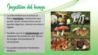 Ingestión del hongo
• La enfermedad que ocasiona se
llama micetismo, intoxicación que
puede causar compromisos con el
aparato digestivo, sistema nervioso o
hígado.
• También ocurre la micotoxicosis que
ocasionan los productos que liberan
los hongos microscópicos→
micotoxinas.
• Se pueden presentar fenómenos
alérgicos.
 