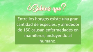 Entre los hongos existe una gran
cantidad de especies, y alrededor
de 150 causan enfermedades en
mamíferos, incluyendo al
humano.
 