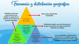 Frecuencia y distribución geográfica
Superficiales
Piel y anexos
Sistémica
Afectan a
cualquier
órgano, aparato
o sistema.
Por vía aérea
Subcutáneas
Inician en piel y
se difunden a
tejido celular
cutáneo y vía
linfática
Oportunistas
Invasión tisular
de hongos de la
microflora
normales en
inmunosupresi
ón
Más usuales, distribución
cosmopolita
Limitadas a zonas que
reúnen factores que
facilitan su presencia en
relación con el numero de
personas infectadas.
Son cosmopolitas, su frecuencia se
incrementa en la medida en que hay
personas inmunocomprometidas (SIDA,
neoplasias o enfermedades crónicas)
Distribución amplia y son más frecuentes en
grupos de personas con riesgo ocupacional
(contacto con hongos)
 