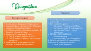 Diagnóstico
➢ Se establece con datos epidemiológicos como:
➢ lugar de residencia y de nacimiento→ Diferencias
en cuanto a distribución geográfica.
➢ Actividades rutinarias, ocasionales o recreativas →
Exposición a factores de riesgo.
➢ Destacar de forma particular la edad:
➢ Tiña de la cabeza: Exclusiva de niños
➢ Tiña de los pies: En adultos y poco en edades
pediátricas.
➢ Destacar el sexo, ya que algunas son mas
frecuentes en mujeres que en hombres.
Datos epidemiológicos
Datos clínicos
➢ Tiempo de evolución (micosis crónicas →
micetoma)
➢ Demostración de agente:
➢ Uñas, pelos →Hongos queratinofilicos.
➢ Secreciones y sangre → micosis sistémicas
➢ Secreciones de lesiones→ micosis
subcutáneas.
➢ ESTUDIOS HISTOPATOLOGICOS
➢ Biopsia diagnostica
➢ Inmunoserologia →Ac o Ag específicos
➢ ESTUDIO MICOLOGICO EN LABORATORIOS
➢ ESUDIOS DE LABORATORIO CLINICO
➢ Luz de Wood ( en desuso)
 