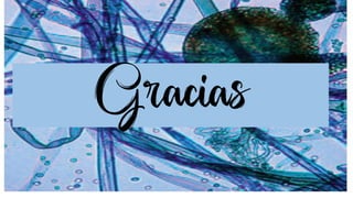 Gracias
 