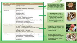 Por la belleza que guardan los hongos,
muchos se han usado con un fin estético
y ornamental, utilizándose en ofrendas
que, acompañadas con flores y ramas,
son ofrecidas en ceremonias paganas.
A la mayoría se le puede
considerar de elevada calidad,
porque contienen una buena
proporción de proteínas y
vitaminas, así como escasa
cantidad de carbohidratos y de
lípidos
De algunos no sólo se obtiene una
nueva variedad de nutrientes, sino
ciertos malestares, trastornos e
incluso la muerte.
Contienen sustancias tóxicas
similares a la dietilamida del ácido
lisérgico (LSD) y son capaces de
provocar alucinaciones visuales,
auditivas o ambas.
 