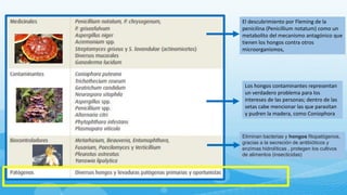 El descubrimiento por Fleming de la
penicilina (Penicillium notatum) como un
metabolito del mecanismo antagónico que
tienen los hongos contra otros
microorganismos,
Los hongos contaminantes representan
un verdadero problema para los
intereses de las personas; dentro de las
setas cabe mencionar las que parasitan
y pudren la madera, como Coniophora
Eliminan bacterias y hongos fitopatógenos,
gracias a la secreción de antibióticos y
enzimas hidrolíticas , protegen los cultivos
de alimentos (insecticidas)
 