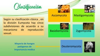 Clasificación
Según su clasificación clásica , en
la división Eumycota hay cinco
subdivisiones de acuerdo a su
mecanismo de reproducción
sexual.
Ascomycota Mastigomycota
Basidiomycota Zygomycota
Deuteromycota
Mayoría de hongos
patógenos de
importancia medica
 