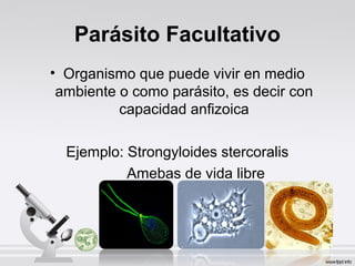 Parásito Facultativo
• Organismo que puede vivir en medio
ambiente o como parásito, es decir con
capacidad anfizoica
Ejemplo: Strongyloides stercoralis
Amebas de vida libre
 