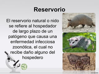 Reservorio
El reservorio natural o nido
se refiere al hospedador
de largo plazo de un
patógeno que causa una
enfermedad infecciosa
zoonótica, el cual no
recibe daño alguno del
hospedero
 