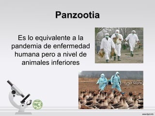 PanzootiaPanzootia
Es lo equivalente a la
pandemia de enfermedad
humana pero a nivel de
animales inferiores
 