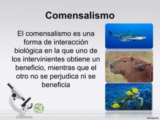 Comensalismo
El comensalismo es una
forma de interacción
biológica en la que uno de
los intervinientes obtiene un
beneficio, mientras que el
otro no se perjudica ni se
beneficia
 