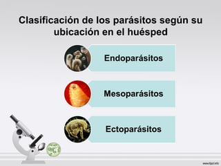 Clasificación de los parásitos según su
ubicación en el huésped
 