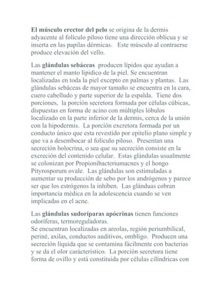 El músculo erector del pelo se origina de la dermis
adyacente al folículo piloso tiene una dirección oblicua y se
inserta en las papilas dérmicas. Este músculo al contraerse
produce elevación del vello.
Las glándulas sebáceas producen lípidos que ayudan a
mantener el manto lípidico de la piel. Se encuentran
localizadas en toda la piel excepto en palmas y plantas. Las
glándulas sebáceas de mayor tamaño se encuentra en la cara,
cuero cabelludo y parte superior de la espalda. Tiene dos
porciones, la porción secretora formada por células cúbicas,
dispuestas en forma de acino con múltiples lóbulos
localizado en la parte inferior de la dermis, cerca de la unión
con la hipodermis. La porción excretora formada por un
conducto único que esta revestido por epitelio plano simple y
que va a desembocar al folículo piloso. Presentan una
secreción holocrina, o sea que su secreción consiste en la
excreción del contenido celular. Estas glándulas usualmente
se colonizan por Propionibacteriumacnes y el hongo
Pityrosporum ovale. Las glándulas son estimuladas a
aumentar su producción de sebo por los andrógenos y parece
ser que los estrógenos la inhiben. Las glánduas cobran
importancia médica en la adolescencia cuando se ven
implicadas en el acne.
Las glándulas sudoríparas apócrinas tienen funciones
odoríferas, termoreguladoras.
Se encuentran localizadas en areolas, región periumbilical,
periné, axilas, conductos auditivos, ombligo. Producen una
secreción líquida que se contamina fácilmente con bacterias
y se da el olor carácteristico. La porción secretora tiene
forma de ovillo y está constituida por células cilíndricas con
 