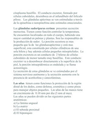 citoplasma basófilo. El conducto excretor, formado por
células cuboidales, desemboca en el infundíbulo del folículo
piloso. Las glándulas apócrinas se ven estimuladas a través
de la epinefrina o norepinefrina ante estimulos emocionales.
Las glándulas sudoríparas ecrinas presentan secreción
merocrina. Tienen como función controlar la temperatura.
Se encuentran localizadas en todo el cuerpo, habiendo una
mayor cantidad en palmas y plantas. Son las responsables de
la producción de sudor. La porción secretora es mas
pequeña que la de las glánduasapócrinas y está mas
superficial, esta constituida por células cilíndricas de una
sola hilera y hay además células pequeñas mioepiteliales. La
porción excretora es un conducto de 2 hileras de células
cuboidales de menor tamaño muy basófilas. Este conducto
excretor va a desembocar directamente a la superficie de la
piel, la porción intraepidérmica es ondulada y se llama
acrosiringio.
La secreción de estas glándulas se ve estimuladas por el
sistema nervioso autónomo y la secreción aumenta con la
presencia de acetilcolina y catecoláminas.
Las uñas tienen como funciones la protección de la región
distal de los dedos, como defensa, cosmética y como pinza
para manejar objetos pequeños. Las uñas de las manos tiene
un crecimiento de 0.10 mm por día (3 mm al mes).
Las uñas se pueden dividir en los siguientes partes
anatómicas:
a) La lámina ungueal
b) La matriz
c) El reborde proximal
d) El hiponiquio
 