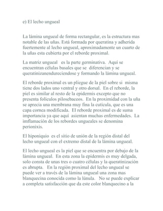 e) El lecho ungueal


La lámina ungueal de forma rectangular, es la estructura mas
notable de las uñas. Está formada por queratina y adherida
fuertemente al lecho ungueal, aproximadamente un cuarto de
la uñas esta cubierta por el reborde proximal.
La matriz ungueal es la parte germinativa. Aquí se
encuentran células basales que se diferencian y se
queratinizanendureciendose y formando la lámina ungueal.
El reborde proximal es un pliegue de la piel sobre si misma
tiene dos lados uno ventral y otro dorsal. En el reborde, la
piel es similar al resto de la epidermis excepto que no
presenta folículos pilosebaceos. En la proximidad con la uña
se aprecia una membrana muy fina la cutícula, que es una
capa cornea modificada. El reborde proximal es de suma
importancia ya que aquí asientan muchas enfermedades. La
imflamación de los rebordes ungueales se denomina
perionixis.
El hiponiquio es el sitio de unión de la región distal del
lecho ungueal con el extremo distal de la lámina ungueal.
El lecho ungueal es la piel que se encuentra por debajo de la
lámina ungueal. En esta zona la epidermis es muy delgada,
solo consta de unas tres o cuatro células y la queratinización
es abrupta. En la región proximal del lecho ungueal se
puede ver a través de la lámina ungueal una zona mas
blanquecina conocida como la lúnula. No se puede explicar
a completa satisfacción que da este color blanquecino a la
 