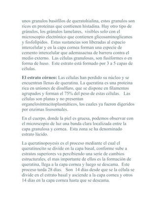 unos granulos basófilos de queratohialina, estos granulos son
ricos en proteinas que contienen histadina. Hay otro tipo de
gránulos, los gránulos lamelares, visibles solo con el
microscopio electrónico que contienen glicosaminoglicanos
y fosfolípidos. Estas sustancias son liberadas al espacio
intercelular y en la capa cornea forman una especie de
cemento intercelular que ademasactua de barrera contra el
medio externo. Las células granulosas, son fusiformes o en
forma de huso. Este estrato está formado por 3 a 5 capas de
células.
El estrato córneo: Las células han perdido su núcleo y se
encuentran llenas de queratina. La queratina es una proteina
rica en uniones de disulfuro, que se dispone en filamentos
agrupados y forman el 75% del peso de estas células. Las
células son planas y no presentan
organelosintracitoplasmáticos, los cuales ya fueron digeridos
por enzimas lisosomales.
En el cuerpo, donde la piel es gruesa, podemos observar con
el microscopio de luz una banda clara localizada entre la
capa granulosa y cornea. Esta zona se ha denominado
estrato lúcido.
La queratinopoyesis es el proceso mediante el cual el
queratinocito se divide en la capa basal, conforme sube a
estratos superiores va percibiendo una serie de cambios
estructurales, el mas importante de ellos es la formación de
queratina, llega a la capa cornea y luego se descama. Este
proceso tarda 28 días. Son 14 días desde que se la célula se
divide en el estrato basal y asciende a la capa cornea y otros
14 días en la capa cornea hasta que se descama.
 