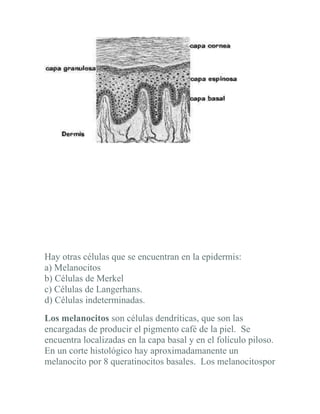 Hay otras células que se encuentran en la epidermis:
a) Melanocitos
b) Células de Merkel
c) Células de Langerhans.
d) Células indeterminadas.
Los melanocitos son células dendríticas, que son las
encargadas de producir el pigmento café de la piel. Se
encuentra localizadas en la capa basal y en el folículo piloso.
En un corte histológico hay aproximadamanente un
melanocito por 8 queratinocitos basales. Los melanocitospor
 