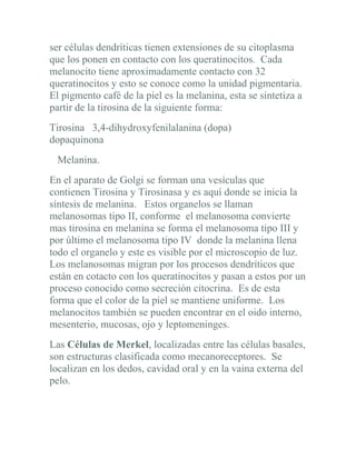 ser células dendríticas tienen extensiones de su citoplasma
que los ponen en contacto con los queratinocitos. Cada
melanocito tiene aproximadamente contacto con 32
queratinocitos y esto se conoce como la unidad pigmentaria.
El pigmento café de la piel es la melanina, esta se sintetiza a
partir de la tirosina de la siguiente forma:
Tirosina 3,4-dihydroxyfenilalanina (dopa)
dopaquinona
 Melanina.
En el aparato de Golgi se forman una vesículas que
contienen Tirosina y Tirosinasa y es aquí donde se inicia la
síntesis de melanina. Estos organelos se llaman
melanosomas tipo II, conforme el melanosoma convierte
mas tirosina en melanina se forma el melanosoma tipo III y
por último el melanosoma tipo IV donde la melanina llena
todo el organelo y este es visible por el microscopio de luz.
Los melanosomas migran por los procesos dendríticos que
están en cotacto con los queratinocitos y pasan a estos por un
proceso conocido como secreción citocrina. Es de esta
forma que el color de la piel se mantiene uniforme. Los
melanocitos también se pueden encontrar en el oido interno,
mesenterio, mucosas, ojo y leptomeninges.
Las Células de Merkel, localizadas entre las células basales,
son estructuras clasificada como mecanoreceptores. Se
localizan en los dedos, cavidad oral y en la vaina externa del
pelo.
 