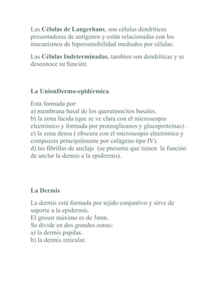 Las Células de Langerhans, son células dendríticas
presentadoras de antígenos y están relacionadas con los
mecanismos de hipersensibilidad mediados por células.
Las Células Indeterminadas, tambíen son dendríticas y se
desconoce su función.



La UnionDermo-epidérmica.
Esta formada por:
a) membrana basal de los queratinocitos basales.
b) la zona lúcida (que se ve clara con el microscopio
electrónico y formada por proteoglicanos y glucoproteinas) .
c) la zona densa ( obscura con el microscopio electrónico y
compuesta principalmente por colágeno tipo IV).
d) las fibrillas de anclaje (se presume que tienen la función
de anclar la dermis a la epidermis).




La Dermis
La dermis está formada por tejido conjuntivo y sirve de
soporte a la epidermis.
El grosor máximo es de 5mm.
Se divide en dos grandes zonas:
a) la dermis papilas.
b) la dermis reticular.
 