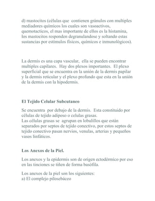 d) mastocitos (células que contienen gránulos con multiples
mediadores químicos los cuales son vasoactivos,
quemotacticos, el mas importante de ellos es la histamina,
los mastocitos responden degranulandose y soltando estas
sustancias por estímulos físicos, químicos e inmunológicos).



La dermis es una capa vascular, ella se pueden encontrar
multiples capilares. Hay dos plexos importantes. El plexo
superficial que se encuentra en la unión de la dermis papilar
y la dermis reticular y el plexo profundo que esta en la unión
de la dermis con la hipodermis.



El Tejido Celular Subcutaneo
Se encuentra por debajo de la dermis. Esta constituido por
células de tejido adiposo o celulas grasas.
Las células grasas se agrupan en lobulillos que están
separados por septos de tejido conectivo, por estos septos de
tejido conectivo pasan nervios, venulas, arterias y pequeños
vasos linfáticos.


Los Anexos de la Piel.
Los anexos y la epidermis son de origen ectodérmico por eso
en las tinciones se tiñen de forma basófila.
Los anexos de la piel son los siguientes:
a) El complejo pilosebáceo
 