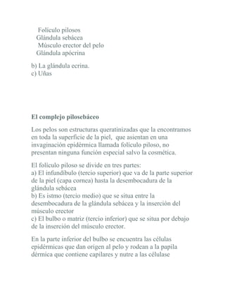 Folículo pilosos
 Glándula sebácea
 Músculo erector del pelo
 Glándula apócrina
b) La glándula ecrina.
c) Uñas




El complejo pilosebáceo
Los pelos son estructuras queratinizadas que la encontramos
en toda la superficie de la piel, que asientan en una
invaginación epidérmica llamada folículo piloso, no
presentan ninguna función especial salvo la cosmética.
El folículo piloso se divide en tres partes:
a) El infundíbulo (tercio superior) que va de la parte superior
de la piel (capa cornea) hasta la desembocadura de la
glándula sebácea
b) Es istmo (tercio medio) que se situa entre la
desembocadura de la glándula sebácea y la inserción del
músculo erector
c) El bulbo o matriz (tercio inferior) que se situa por debajo
de la inserción del músculo erector.
En la parte inferior del bulbo se encuentra las células
epidérmicas que dan origen al pelo y rodean a la papila
dérmica que contiene capilares y nutre a las célulase
 