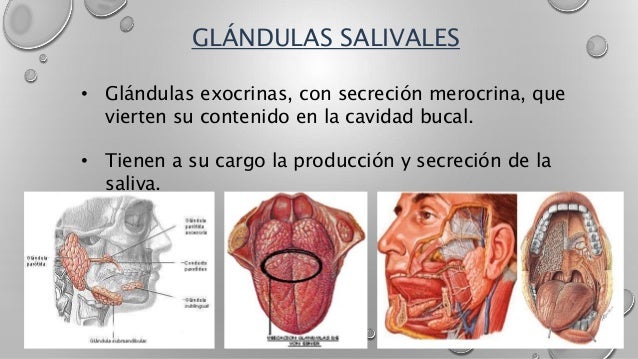 Generalidades de las glándulas salivales copy