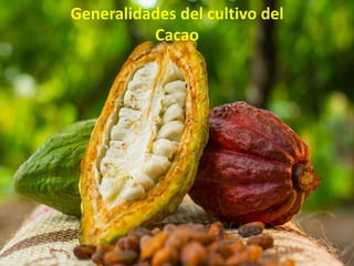 Generalidades del cultivo del
Cacao
 