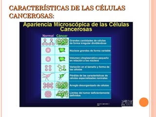 CARACTERÍSTICAS DE LAS CÉLULAS CANCEROSAS: 
