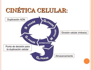 CINÉTICA CELULAR: División celular (mitosis) Almacenamiento Punto de decisión para la duplicación celular Duplicación ADN 