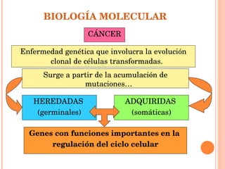 BIOLOGÍA MOLECULAR Enfermedad genética que involucra la evolución clonal de células transformadas. CÁNCER Surge a partir de la acumulación de mutaciones… Genes con funciones importantes en la  regulación del ciclo celular HEREDADAS  (germinales) ADQUIRIDAS  (somáticas) 