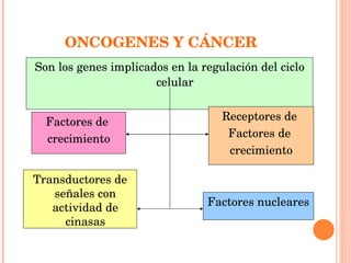 ONCOGENES Y CÁNCER Son los genes implicados en la regulación del ciclo celular Factores de  crecimiento Receptores de  Factores de  crecimiento Transductores de señales con actividad de cinasas Factores nucleares 
