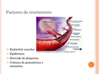 Factores de crecimiento: Endotelial vascular Epidérmico Derivado de plaquetas Colonias de granulocitos y monocitos. 