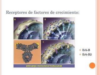 Receptores de factores de crecimiento: Erb-B Erb-B2 