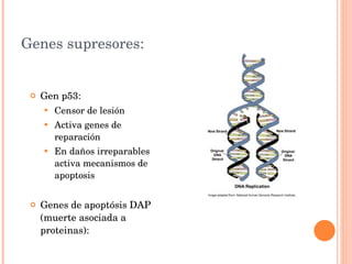 Genes supresores: Gen p53:  Censor de lesión Activa genes de reparación En daños irreparables activa mecanismos de apoptosis Genes de apoptósis DAP (muerte asociada a proteinas): 