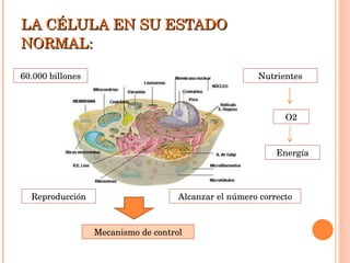 LA CÉLULA EN SU ESTADO NORMAL: 60.000 billones Nutrientes O2 Energía Reproducción Alcanzar el número correcto Mecanismo de control 