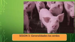 SESION 3: Generalidades los cerdos
 
