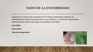 FASES DE LA ENFERMEDAD
Después de un período de incubación de 4-10 días la enfermedad comienza con
manifestaciones clínicas que presentan un curso dinámico. La evolución natural de las
manifestaciones clínicas del dengue se presenta en tres fases:
Fase febril
Fase crítica
Fase de recuperación
 