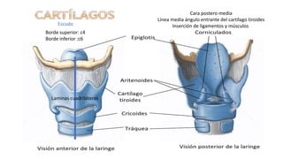 Escudo
Laminas cuadriláteras
Borde superior: c4
Borde inferior :c6
Cara postero media
Línea media ángulo entrante del cartílago tiroides
Inserción de ligamentos y músculos
 