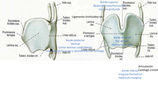 Generalidades del esofago.pptx