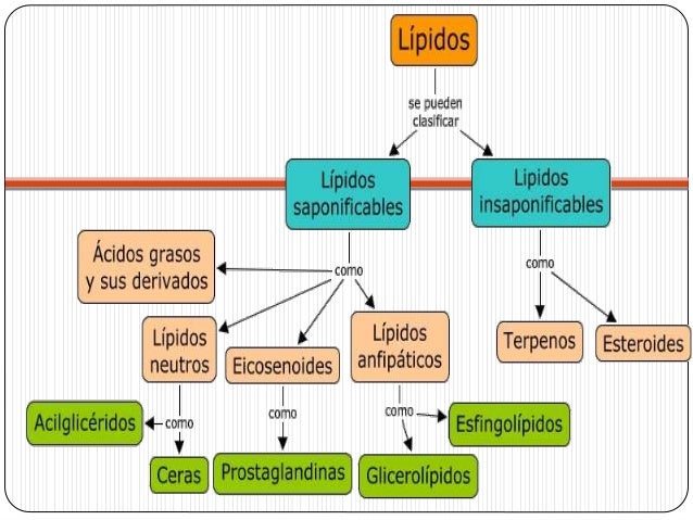 Generalidades de lipidos